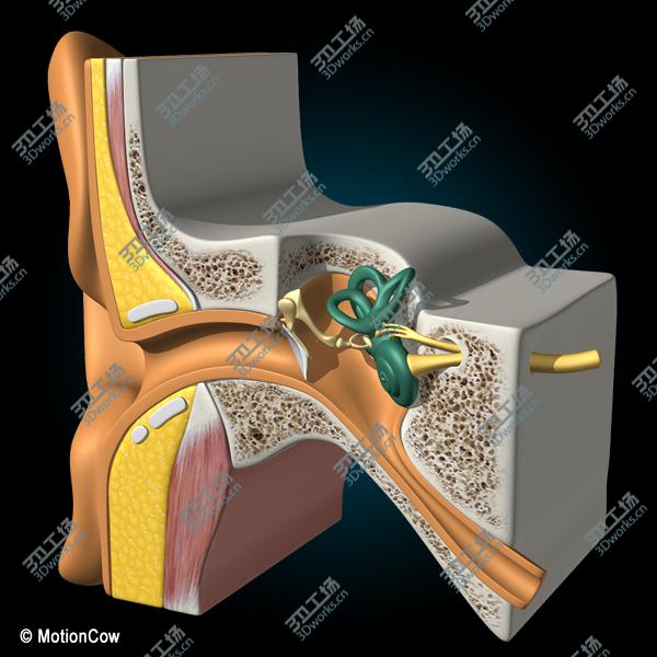 images/goods_img/20210313/Ear X-Section/4.jpg